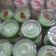 Cooksnap dari Indri Astuti untuk resep Puding ikan koi cup