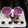 Shethjayshree Mahendra's cooksnap of when they made જાંબુ શોર્ટ્સ (Jamun Shots Recipe In Gujarati).