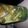alicia.gray1's cooksnap of when they made Quickles, quick pickles.