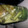 alicia.gray1's cooksnap of when they made Quickles, quick pickles.