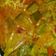 Cooksnap dari Ayumi Sonjaya untuk resep Sayur nangka