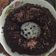 Cooksnap dari Fadira Butik untuk resep Brownies Kukus Coklat Ny.Liem