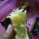 Cooksnap dari Iyus Sugesti untuk resep PUKIS menul, super lembut + ga seret