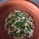 El cooksnap de Marta cuando hizo Carpaccio de champiñones.