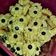 Cooksnap dari Rindyana Dewi (Mom AL) untuk resep Kue semprit