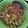 Cooksnap dari Greassy V Saragih untuk resep Tumis Teri Bunga Pepaya