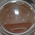 Ekta Rangam Modi's cooksnap of when they made વરિયાળી ની ગ્રીન આઈસ ટી (Variyali Green Ice Tea Recipe In Gujarati).