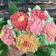 Cooksnap dari Debora Dwi untuk resep Muffin Bouquet with buttercream flower