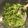 El cooksnap de AdriCocina cuando hizo Ensaladas de temporada: ¡¡(la odiada)Achicoria con miel!!🌱.