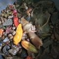 Cooksnap dari popoz zz untuk resep Sambel goreng Krecek + kacang tolo