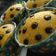 Cooksnap dari Niken Wulansari untuk resep Cake labu kuning