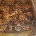 El cooksnap de Marta Lopez Garcia cuando hizo Bizcocho bicolor de aguacate con semillas.