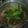 Nan Thidarat Jr.'s cooksnap of when they made จอผักกาด.