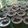 Cooksnap dari sofiulloh sofiyulloh untuk resep Puding Coklat