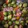 Cooksnap από Άννα ΜΚ. στη συνταγή Λαχανάκια Βρυξελλών στο τηγάνι