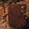 Cooksnap dari tari purnomo untuk resep Flourless brownies