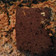 Cooksnap dari tari purnomo untuk resep Flourless brownies