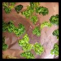 allanah.gonzales's cooksnap of when they made Seasoned Kale Chips.