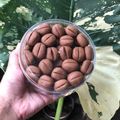 Cooksnap dari Kharisma Julieta untuk resep Coffee Bean Cookies