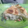 El cooksnap de Verito cuando hizo Tarta de acelga.