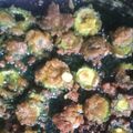 Salam Talukder's cooksnap of when they made মুচমুচে করলা ভাজি.