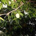 El cooksnap de carme castillo cuando hizo Mermelada de mango cubana.