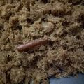 Cooksnap dari Memey Herlina untuk resep Inti Kelapa