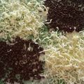 Cooksnap dari Mali Budi untuk resep Brownies Kukus Pandan Keju