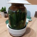 Bálint Dóra Cooksnap-ja, amikor elkészítette a(z) Kovászos uborka receptet.