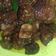 Cooksnap dari Mhisra untuk resep Hati Ampela Bumbu Kecap Pedas Manis