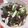 賴怡如 的 醋拌透抽小黃瓜 cooksnap