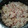 El cooksnap de Dora Lacarrubba Flores cuando hizo Arroz encebollado con panceta y champiñones.