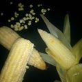 maryam yelwa's cooksnap of when they made Boiled corn.