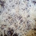 Cooksnap dari Mey's Cila untuk resep Brownies nasi/ rice brownies