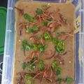 Sadaf Shoaib Vohra's cooksnap of when they made Degi Beef Haleem.