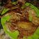 Cooksnap dari Sevti Saja untuk resep Ikan Goreng Bumbu