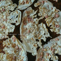 Cooksnap dari Pawon Indo Bule untuk resep Peyek Kacang renyah (tanpa santan) gak bikin gigi sakit