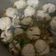 Cooksnap dari Santy Fya untuk resep Bakso kuah