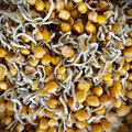 El cooksnap de Mabi cuando hizo Gulas con garbanzos.