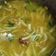 Cooksnap dari QQ untuk resep Soto Daging Manisa