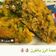 صورة من -Hamza Al Tayyar، شاركها بعد تجربة وصفة رز ببندورة 🍅🍚