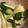 Cooksnap Katarzyna Mroczek z czasów, kiedy przygotował Duszona kapusta pak choi.