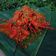 Cooksnap dari Grace Agustin untuk resep Lobster asam manis pedas simple