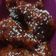 Cooksnap dari Echy untuk resep Fire Chicken Wings Ala Richeese