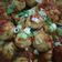 Cooksnap dari Hani Ummu Utsman untuk resep Bola-bola Ayam Pedas Manis
