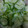  Emma-May 's cooksnap of when they made Cucumber & Onions.