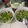Cooksnap dari antyliza untuk resep Tumis Brokoli Bawang Putih