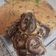Cooksnap dari Raja Suryani untuk resep Marmer cake/marble cake/ butter cake