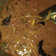Cooksnap dari DWi ristianingsih untuk resep Tongseng Kambing