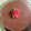 El cooksnap de Cynthia (Peti) cuando hizo Marquise de chocolate vegana y sin TACC 🍫🍓.